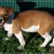 Photo de Jack russell terrier