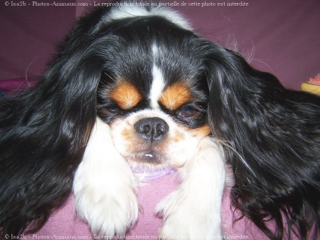 Photo de Cavalier king charles spaniel