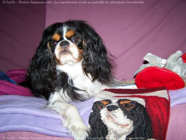 Photo de Cavalier king charles spaniel