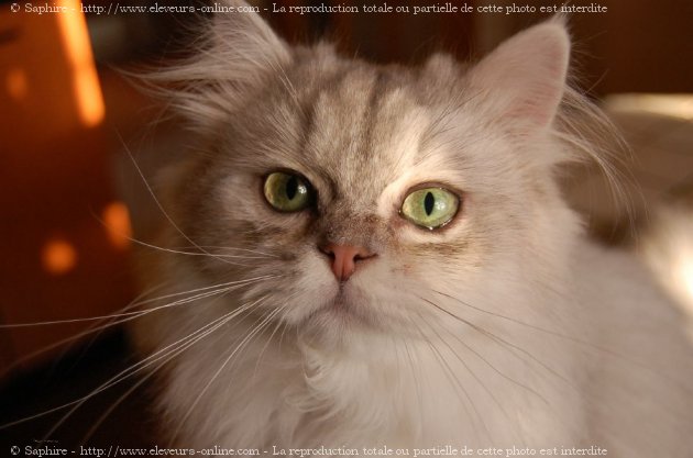 Photo de British longhair