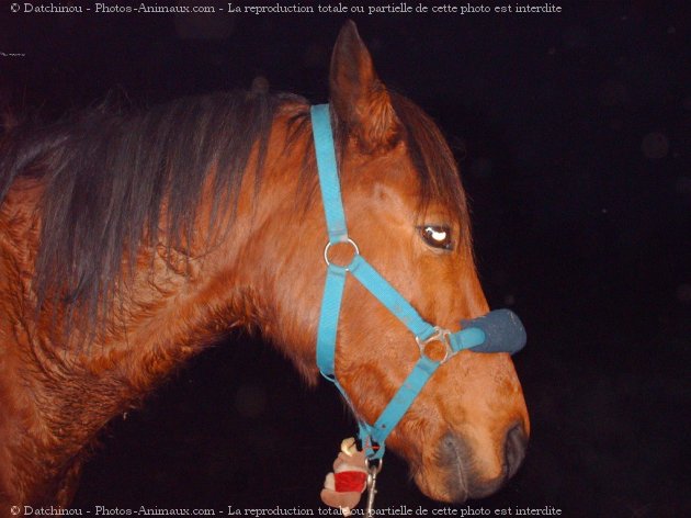 Photo de Poney franais de selle