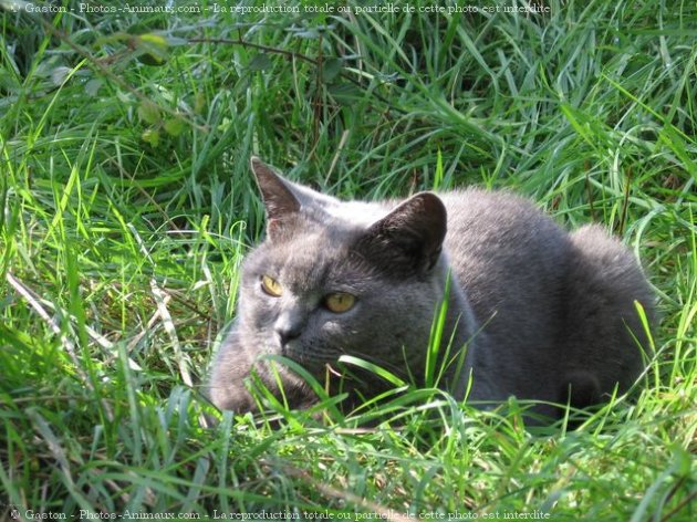 Photo de Chartreux