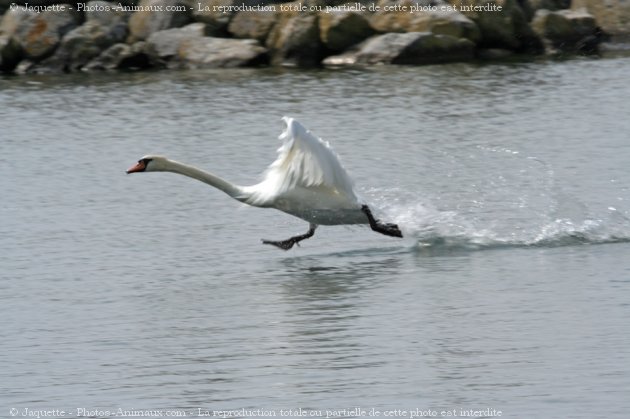 Photo de Cygne