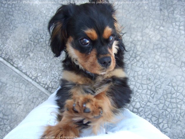 Photo de Cavalier king charles spaniel