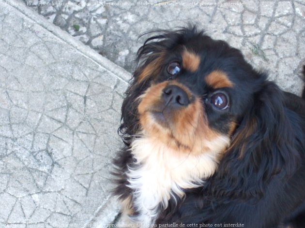 Photo de Cavalier king charles spaniel