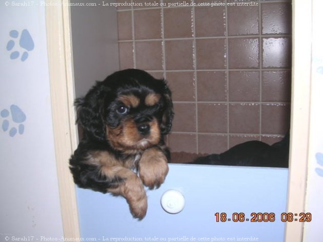 Photo de Cavalier king charles spaniel