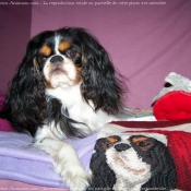 Photo de Cavalier king charles spaniel