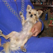 Photo de Chihuahua  poil long