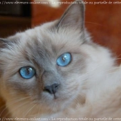 Photo de Sacr de birmanie