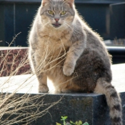 Photo de Chat domestique