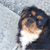 Photo de Cavalier king charles spaniel