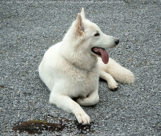 Photo de Berger blanc suisse