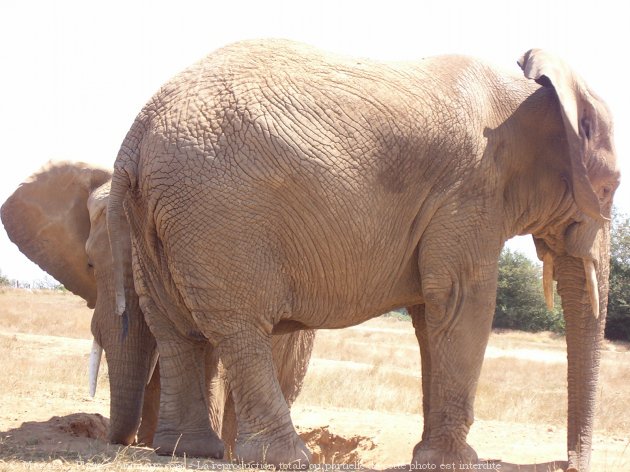 Photo d'Elphant d'afrique