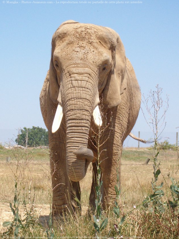 Photo d'Elphant d'afrique