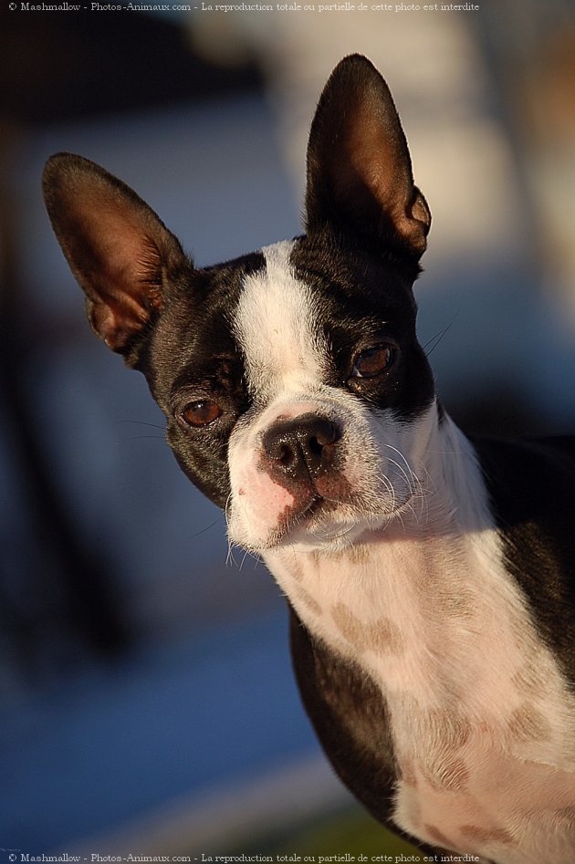 Photo de Boston terrier