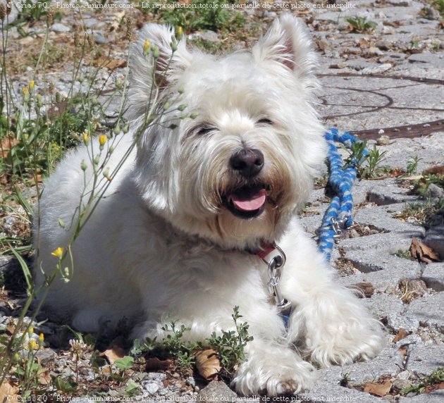 Photo de West highland white terrier