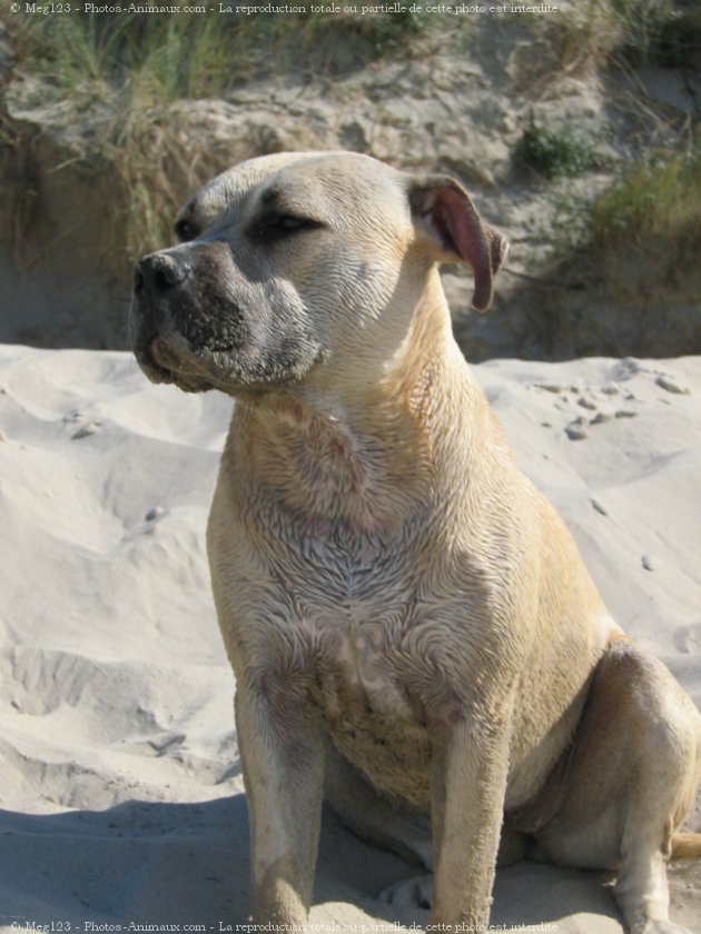 Photo d'American staffordshire terrier