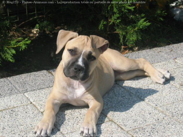 Photo d'American staffordshire terrier