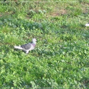 Photo de Pigeon