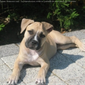 Photo d'American staffordshire terrier