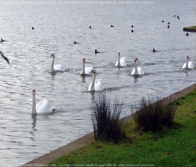 Photo de Cygne