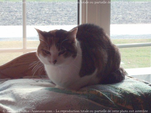 Photo de Chat domestique