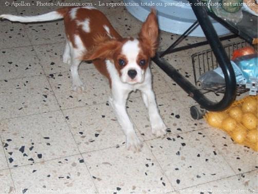 Photo de Cavalier king charles spaniel