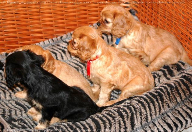 Photo de Cavalier king charles spaniel