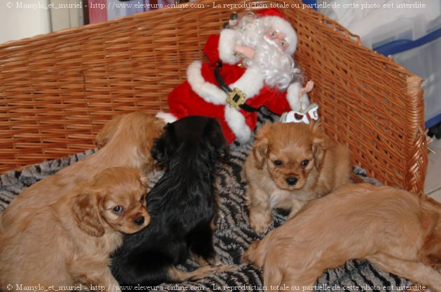 Photo de Cavalier king charles spaniel