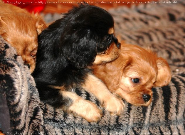 Photo de Cavalier king charles spaniel