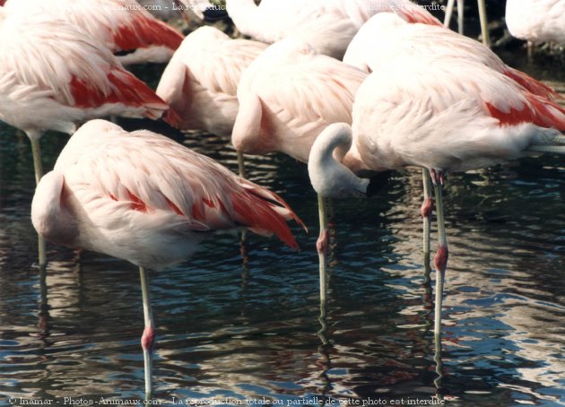 Photo de Flamand rose