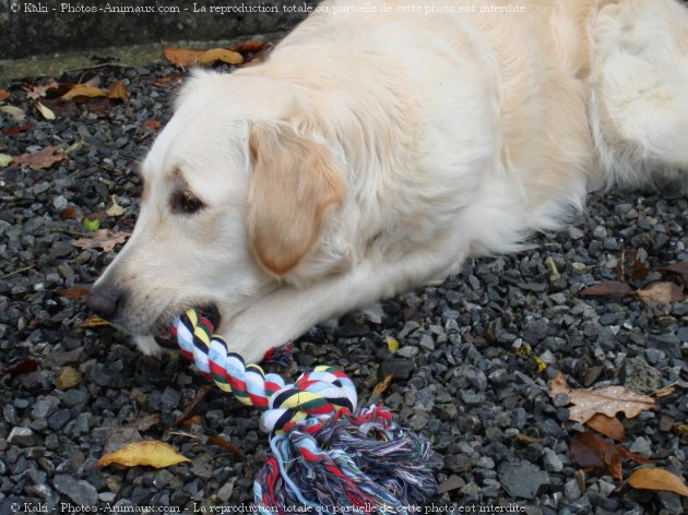 Photo de Golden retriever