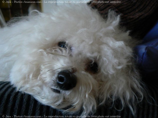 Photo de Bichon  poil fris