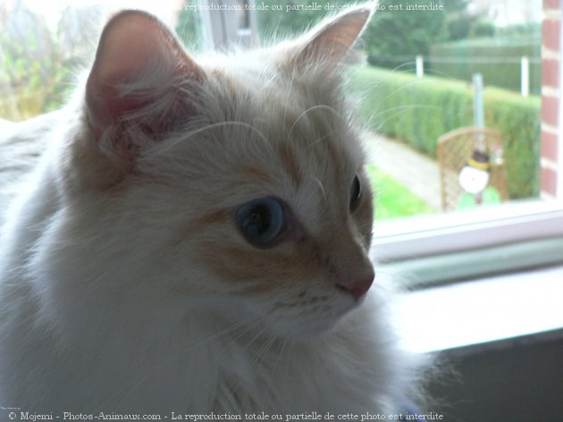 Photo de Ragdoll