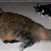 Photo de Chat domestique