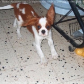 Photo de Cavalier king charles spaniel