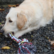 Photo de Golden retriever