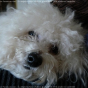 Photo de Bichon  poil fris