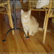 Photo de Chat domestique