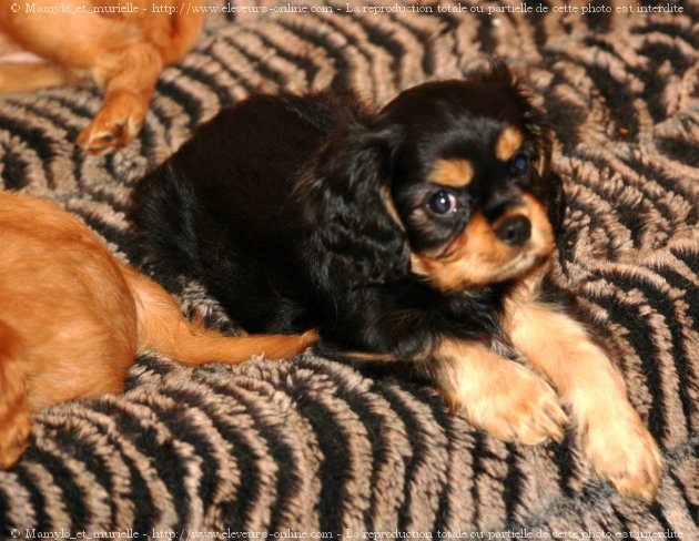 Photo de Cavalier king charles spaniel