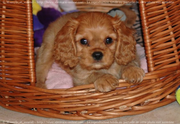 Photo de Cavalier king charles spaniel