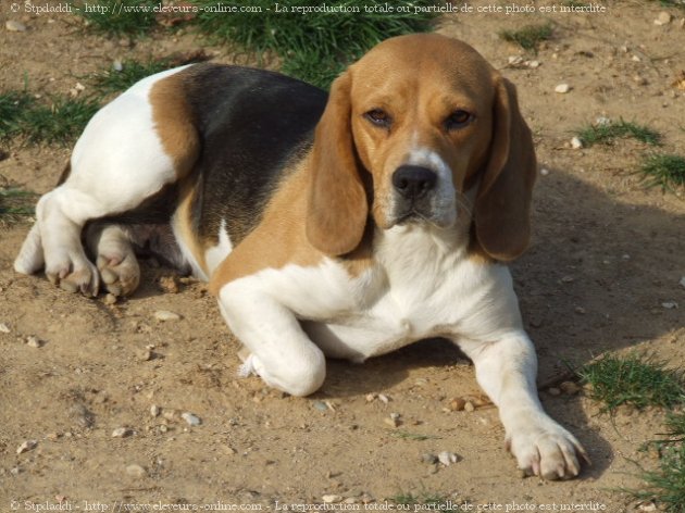 Photo de Beagle