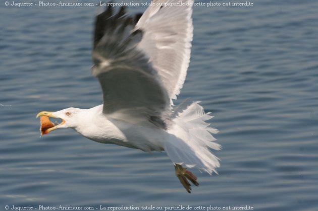 Photo de Mouette