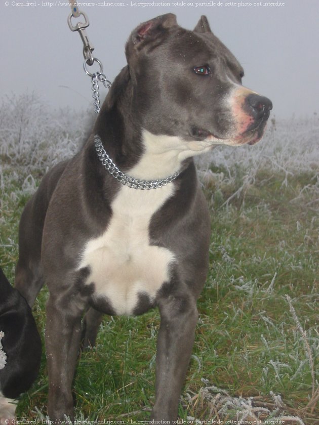 Photo d'American staffordshire terrier