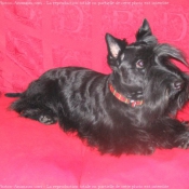 Photo de Scottish terrier