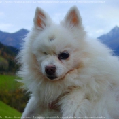 Photo de Spitz moyen