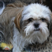 Photo de Shih tzu