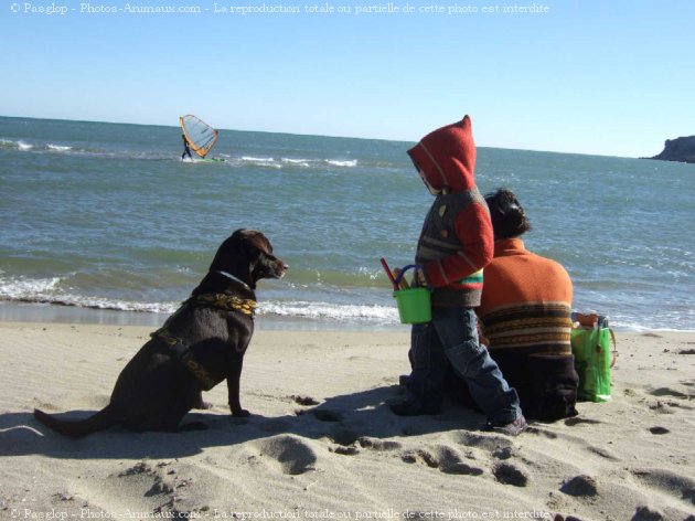 Photo de Labrador retriever