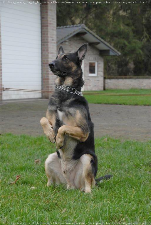 Photo de Berger allemand  poil court