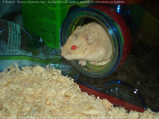 Photo de Hamster